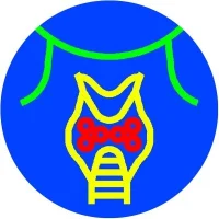 Endocrinologie.webp
